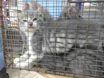 Domestic Short Hair Cats Available for Adoption in Houston, Texas - SANDY | PetCurious
