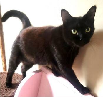 Itsy -  Domestic Short Hair Cat for Adoption in Beckley, West Virginia - Itsy | PetCurious