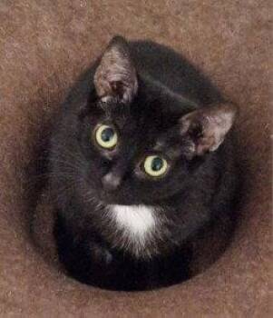 Cali -  Domestic Short Hair Cat for Adoption in Greenfield, Indiana - Cali | PetCurious
