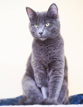 Renny -  Domestic Short Hair Cat for Adoption in Chattanooga, Tennessee - Renny | PetCurious