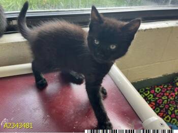 BRADLEY -  Domestic Medium Hair Cat for Adoption in West Palm Beach, Florida - BRADLEY | PetCurious