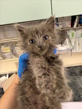 *BABY -  Domestic Medium Hair Cat for Adoption in Woodland, California - *BABY | PetCurious