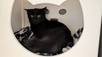 Domestic Short Hair Cats Available for Adoption in Leesburg, Virginia - BOOBOO | PetCurious