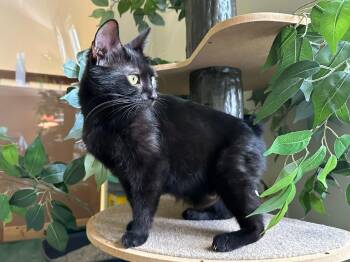 Burmese Cats Available for Adoption in Enfield, Connecticut - Renate  | PetCurious
