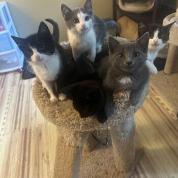Gabby Dollhouse Crew -  Domestic Short Hair Cat for Adoption in Syracuse, New York - Gabby Dollhouse Crew | PetCurious