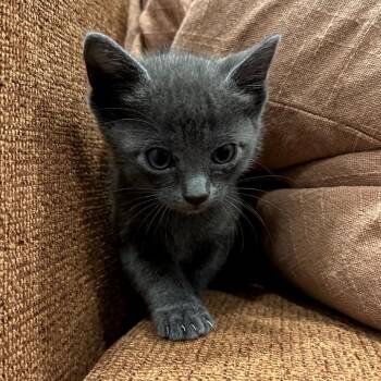 Fog -  Domestic Short Hair Cat for Adoption in Los Angeles, California - Fog | PetCurious