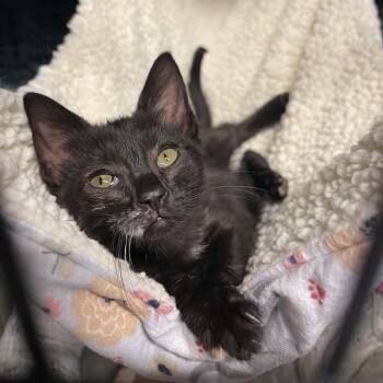 Biscotti -  Domestic Short Hair Cat for Adoption in Warren, New Jersey - Biscotti | PetCurious