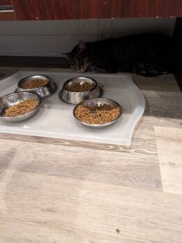 Rescue Domestic Short Hair Cats for Adoption - Maisie | PetCurious