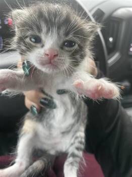 Domestic Short Hair Cats Available for Adoption in Houston, Texas - A654745 | PetCurious