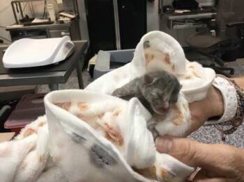 A1914282 -  Domestic Short Hair Cat for Adoption in Thousand Palms, California - A1914282 | PetCurious