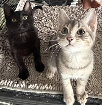 Sebastian and Brando -  Domestic Short Hair Cat for Adoption in Maple Valley, Washington - Sebastian And Brando | PetCurious