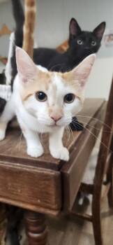 Kitten 27852 (Strudel) -  Domestic Short Hair Cat for Adoption in Parlier, California - Kitten 27852 (Strudel) | PetCurious