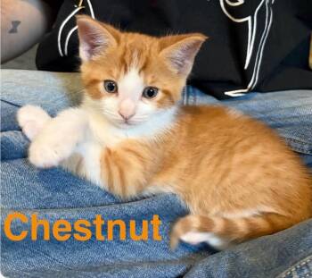 Chestnut -  Domestic Short Hair Cat for Adoption in Muskegon, Michigan - Chestnut | PetCurious