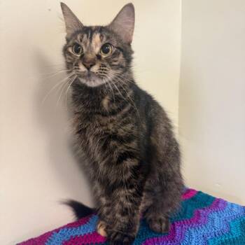 Dinah -  Domestic Medium Hair Cat for Adoption in Houston, Texas - Dinah | PetCurious