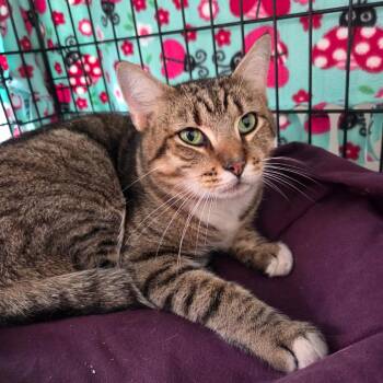 Domestic Short Hair Cats Available for Adoption in Abingdon, Maryland - JT | PetCurious