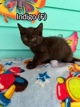 Indigo -  Domestic Short Hair Cat for Adoption in Hermitage, Pennsylvania - Indigo | PetCurious