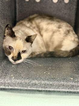 Su Ling -  Domestic Short Hair Cat for Adoption in Daytona Beach, Florida - Su Ling | PetCurious
