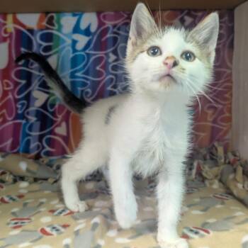 Brock -  Domestic Short Hair Cat for Adoption - Brock | PetCurious