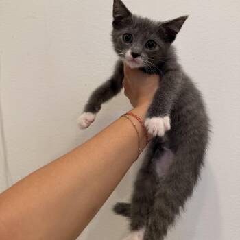 Domestic Short Hair Cats Available for Adoption in Chattanooga, Tennessee - Juniper | PetCurious