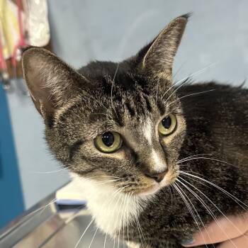 Rescue Domestic Short Hair Cats for Adoption in Vineland, New Jersey - Tommy | PetCurious