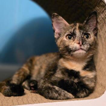 Kiko -  Domestic Short Hair Cat for Adoption in Newport News, Virginia - Kiko | PetCurious