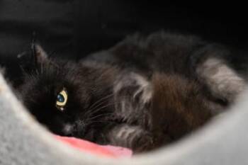 Princess -  Domestic Long Hair and Domestic Short Hair Cat for Adoption in East Amwell Township, New Jersey - Princess | PetCurious