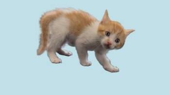 Scribble -  Domestic Short Hair Cat for Adoption in North Richland Hills, Texas - Scribble | PetCurious