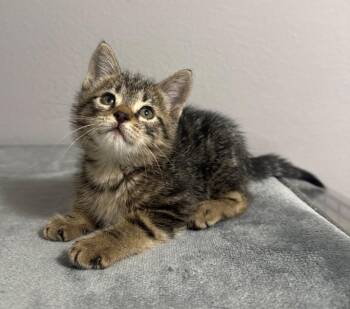 Domestic Short Hair Cats Available for Adoption in Sorrento, Louisiana - Beanie | PetCurious