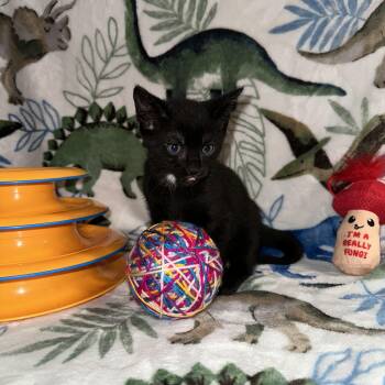 Hershey -  Domestic Short Hair Cat for Adoption in Byrdstown, Tennessee - Hershey | PetCurious