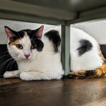 Domestic Short Hair Cats Available for Adoption in Garfield, Arkansas - Phlox | PetCurious