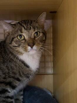 Charlie -  Domestic Short Hair Cat for Adoption in Herndon, Virginia - Charlie | PetCurious