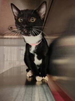 Pink Band -  Domestic Short Hair Cat for Adoption in Gastonia, North Carolina - Pink Band | PetCurious