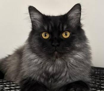 Naseem -  Siberian and Himalayan Cat for Adoption in Brampton, Ontario - Naseem | PetCurious
