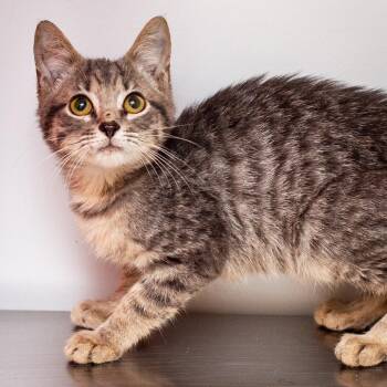 Scarecrow -  Domestic Short Hair Cat for Adoption in Hattiesburg, Mississippi - Scarecrow | PetCurious