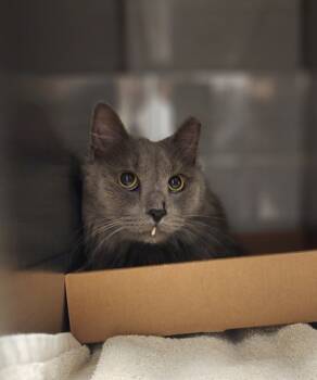 Rescue Domestic Long Hair and Domestic Short Hair Cats for Adoption in Gastonia, North Carolina - Sebastian | PetCurious