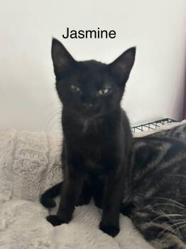 Rescue Domestic Medium Hair Cats for Adoption in Klamath Falls, Oregon - Jasmine | PetCurious