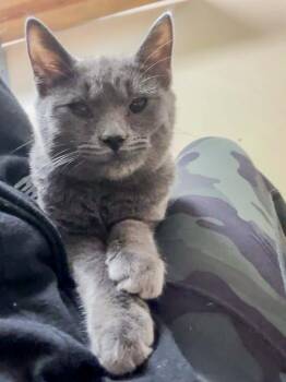 Gomez -  Domestic Short Hair Cat for Adoption in Groveland, Massachusetts - Gomez | PetCurious