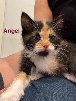 Rescue Calico Cats for Adoption in Laguna Beach, California - Angel | PetCurious