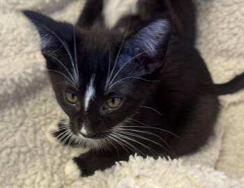 Sundown -  Tuxedo and Domestic Short Hair Cat for Adoption in Walnut Creek, California - Sundown | PetCurious