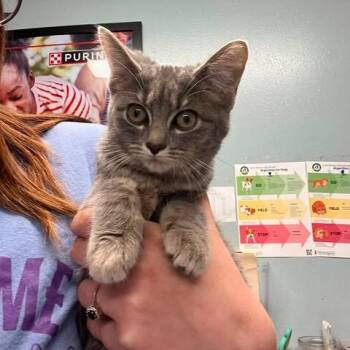 Sable (mtkit2) -  Domestic Short Hair Cat for Adoption in Edwardsville, Illinois - Sable (mtkit2) | PetCurious