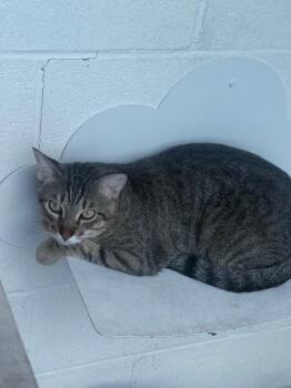 Buddy -  Domestic Short Hair Cat for Adoption in Waverly, Tennessee - Buddy | PetCurious