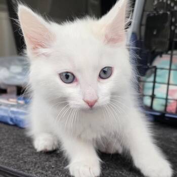 Domestic Short Hair Cats Available for Adoption - Kringle | PetCurious