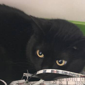 Nova (fka Dipper) -  Domestic Short Hair Cat for Adoption in Philadelphia, Pennsylvania - Nova (fka Dipper) | PetCurious