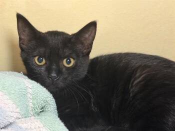 FELLENA -  Domestic Short Hair Cat for Adoption in Santa Rosa, California - FELLENA | PetCurious