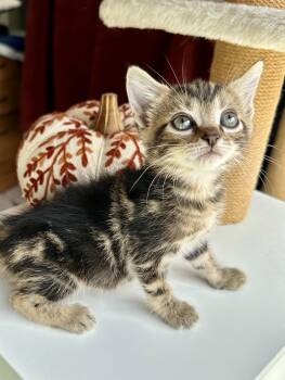 Bolt -  Domestic Short Hair Cat for Adoption in Bethel, Ohio - Bolt | PetCurious