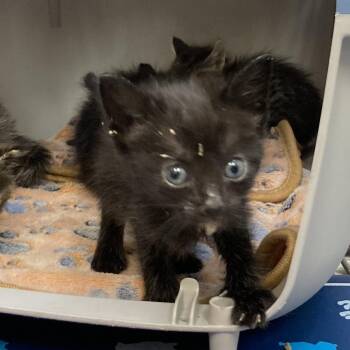 Pascal -  Domestic Short Hair Cat for Adoption in Galveston, Texas - Pascal | PetCurious