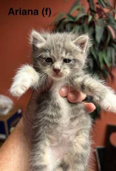 Ariana -  Tabby and Domestic Short Hair Cat for Adoption in Saugerties, New York - Ariana | PetCurious