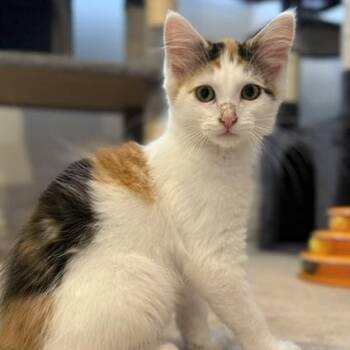 Valentina -  Domestic Medium Hair Cat for Adoption in Renton, Washington - Valentina | PetCurious
