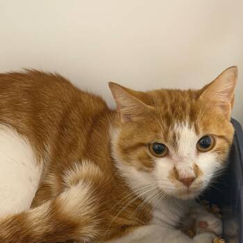Domestic Short Hair Cats Available for Adoption in West Palm Beach, Florida - Pan | PetCurious