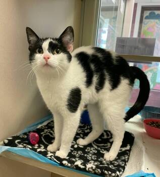 Brandy -  Domestic Short Hair Cat Available for Adoption in Ontario, Ohio - Brandy | PetCurious